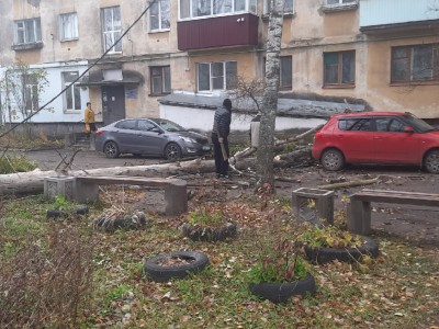 Сильный ветер валил деревья в городах Тверской области - новости ТИА