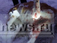 Жестокое убийство собаки в Калининском районе. Домашнюю собаку подстрелили, проехались по телу снегоходом и воткнули нож в грудную клетку  - Новости ТИА