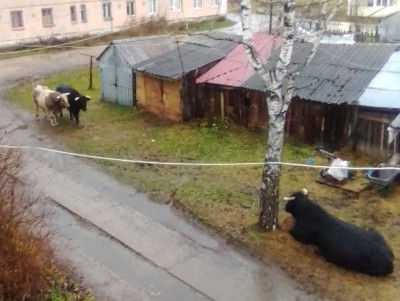 Жители посёлка Тверской области боятся выходить на улицу из-за быков - Новости ТИА