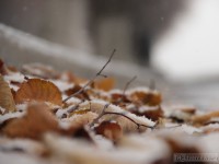 В ближайшие часы в Тверской области ожидается мокрый снег  - Новости ТИА