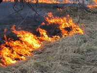 Жителям Твери придётся выплатить штрафы за сжигание древесного мусора - новости ТИА