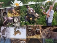 Зубцовские чиновники пишут, что пасека с кусачими пчелами законна, а зоологи центра реабилитации диких животных сами не просили помощи - Новости ТИА