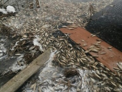 Жители Тверской области спорят о причине гибели рыбы в водохранилище - Новости ТИА