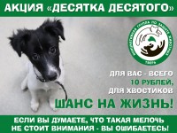 В Твери проходит благотворительная акция "Десятка десятого" в помощь бездомным животным - новости ТИА
