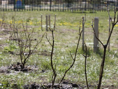 В Тверской области высадили 6 млн деревьев "Сада памяти" - Новости ТИА