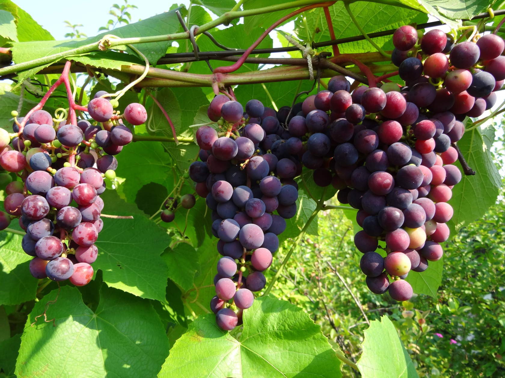 Винные сорта винограда в Туркменистане