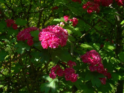 В ботаническом саду Твери цветет боярышник - ровесник парка купцов Бобровых  - новости ТИА