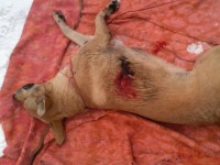Под Тверью 28-летний мужчина зарезал собаку, полиция пытается замять дело - новости ТИА