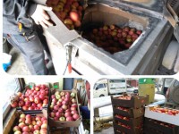 В Твери сожгли более 200 кг яблок - новости ТИА