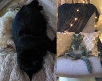 "Котопёс на карантине": кот Барзик и собака Шица, кошка Алиса – новые участники - новости ТИА