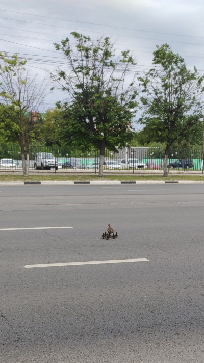 Внимание! Переходят дорогу не по переходу - народные новости ТИА